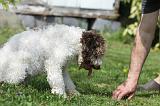 LAGOTTO CAVAGE 011